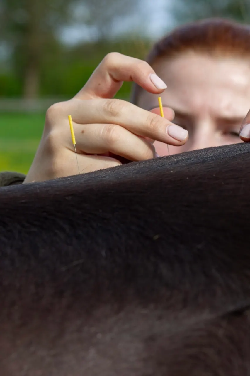 Pferd während einer Akupunktursitzung