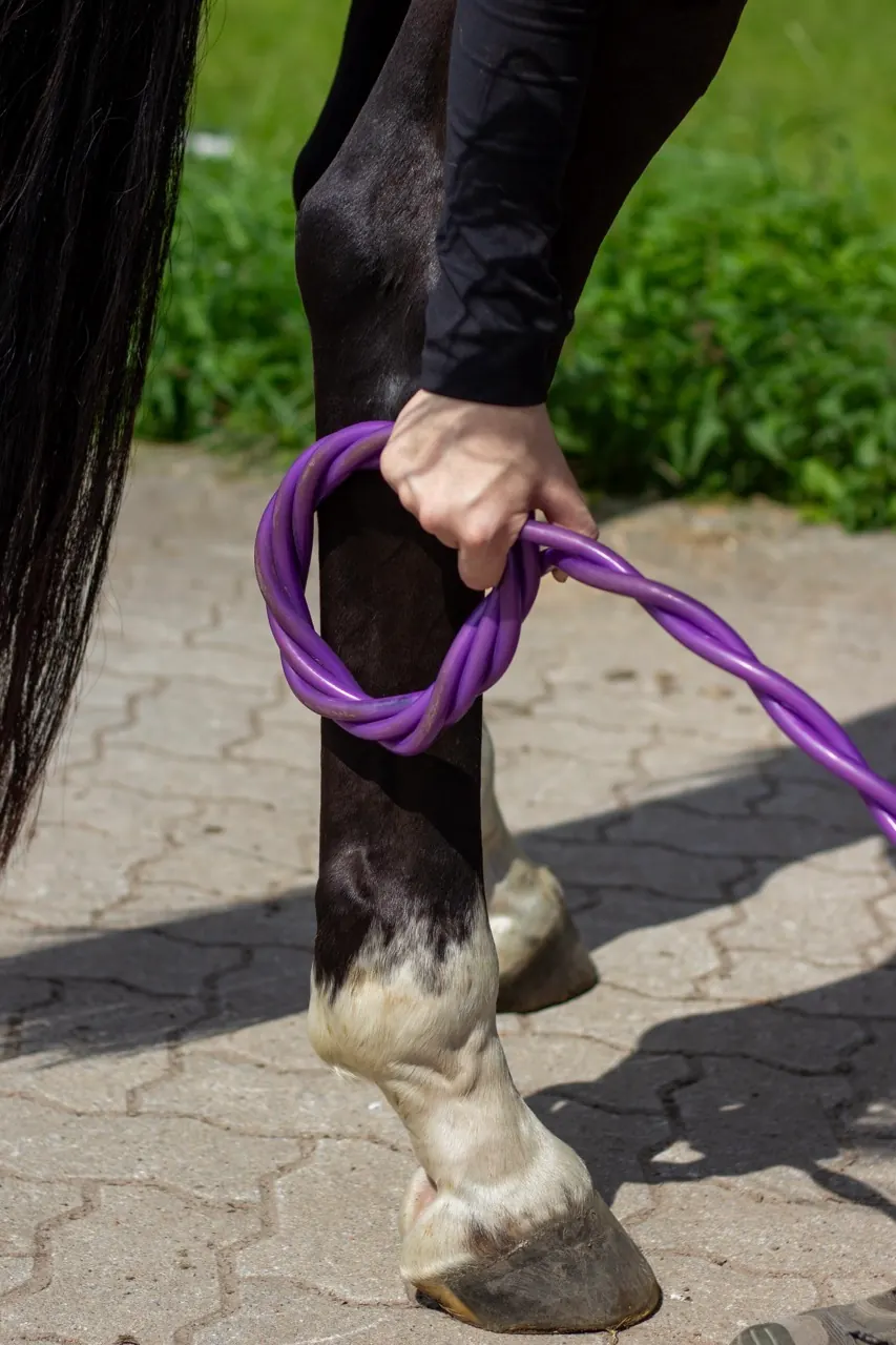 Hofmag während einer Behandlung am Pferd