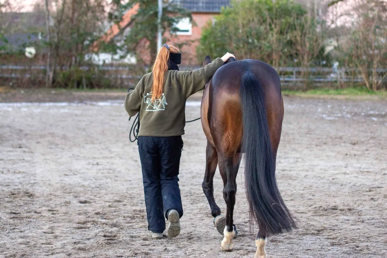 Arbeit mit dem Pferd