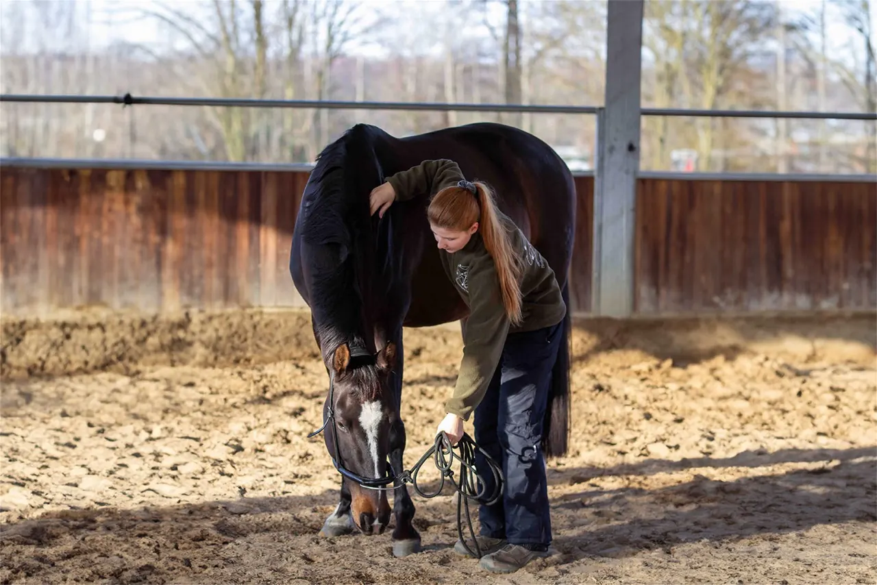 Pferd während einer ganzheitlichen Behandlung